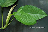 Yolox 952 Philodendron inaequilaterum.jpg