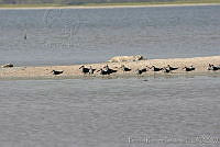 HJ6- 0216- Childonias niger, Rynchops niger.jpg