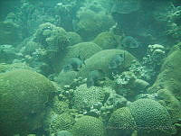 VDLCF0225 Anisotremus surinamensis.jpg