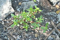 SG019 0126 Portulaca oleracea.jpg