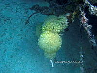 NE018 0905 Clavelina.jpg