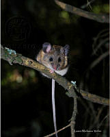 Reithrodontomis sumicrasti (Laura Nolasco Velez).jpg