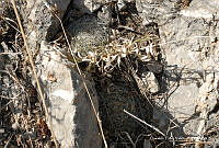 OTVHK040-101 Mammillaria napina.TIF