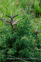 IMDOC 4840 Lupinus arboreus.jpg
