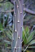 RG019 0310 Agave horrida.jpg