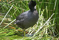 MGaves 1116 Fulica Americana.jpg