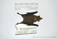 AAGC0062 Leptonycteris curasoae.jpg