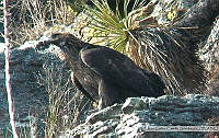 JCCS009 Aquila chrysaetos.tif
