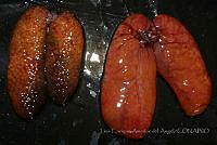 LEAdA058 Pterygoplichthys pardalis.jpg