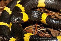 ECA0332 Tropidodipsas sartorii ssp. sartorii.jpg