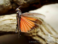 LBL0027 Arphia nietana.jpg