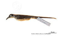 ME006 Aves 0681 Coccyzus minor.jpg