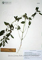 DZAJ540 Acalypha neomexicana.JPG