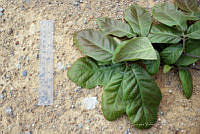 SVA0010 Quercus obtusata.JPG