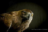 MASM07448 Aquila chrysaetos.jpg