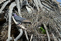 PRB0784 Myiopsitta monachus y Columba livia.jpg