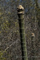 MGplan0037 Cephalocereus totolapensis.jpg