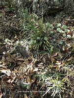 JAdNV0606 Ceratozamia zaragozae.JPG