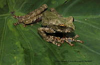 RACA 0039 Charadrahyla sakbah.JPG