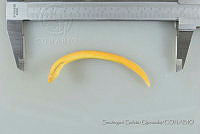 SGQ2691 Tetrapleurodon geminis.jpg