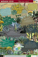 MIXTECO magueyes.jpg