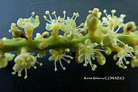 ME010 KV 00604 Coccoloba barbadensis Jacq., 1760_.JPG