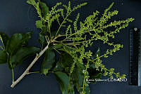 ME010 KV 02603 Sapindus saponaria L., 1753.JPG