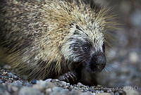 CNS1292 Erethizon dorsatum.jpg