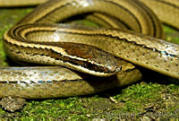 MDL0332 Rhadinaea gaigeae.jpg