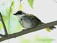 MGaves 1312 Arremon virenticeps.jpg