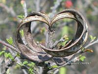 OTVBK029 1104 Calliandropsis nervosus.jpg