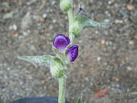FCM23 Lupinus sp..jpg