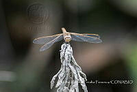 ZAPF0546 Sympetrum corruptum.jpg