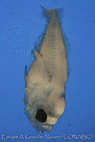 EAGN0220 Thunnus sp..jpg