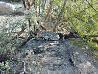 JLE0009 Crotalus atrox.jpg