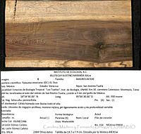 CMyFO 00624 Magnolia mexicana.JPG