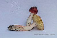 ZAPF 0628 Russula sanguinea.jpg