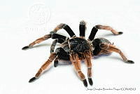 JDBP0077 Brachypelma klaasi.jpg