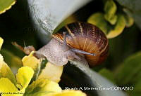 RAMGF 0005 Helicoidea.jpg