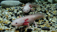  LCF0403 Ambystoma mexicanum.jpg