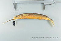 SGQ1097 Hemiramphus saltator.jpg