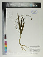 JAdNV0508 Prosthechea livida.JPG