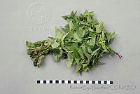 RBB0324 Agastache palmeri.jpg