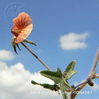 JJBC0344 Macroptilium gibbosifolium.JPG