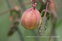 ZAPF0510 Cardiospermum corindum.jpg