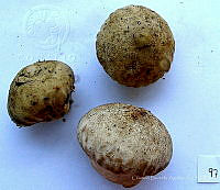 CBA0188 Lycoperdon perlatum.JPG