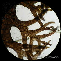 RYP0020 Pterosiphonia baileyi.jpg