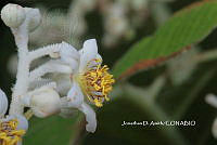 ME010 JA 00643 Saurauia.JPG