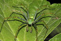 CCGC0003 Peucetia viridans.jpg