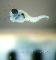 HE009 P 0661 Jaqueta miel.jpg